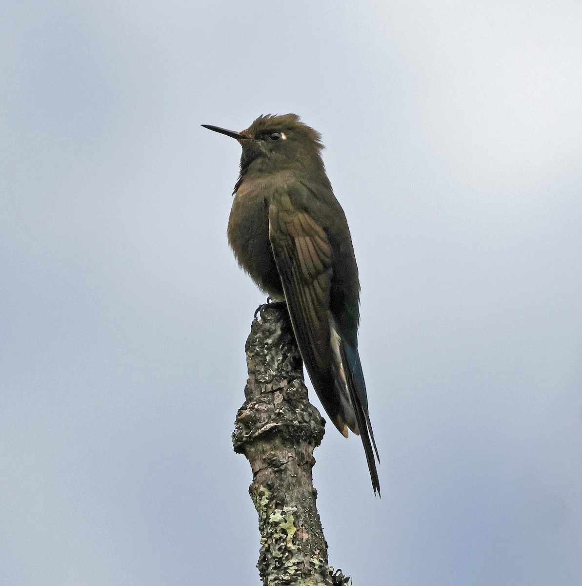 kolibřík modropláštíkový - ML617405650