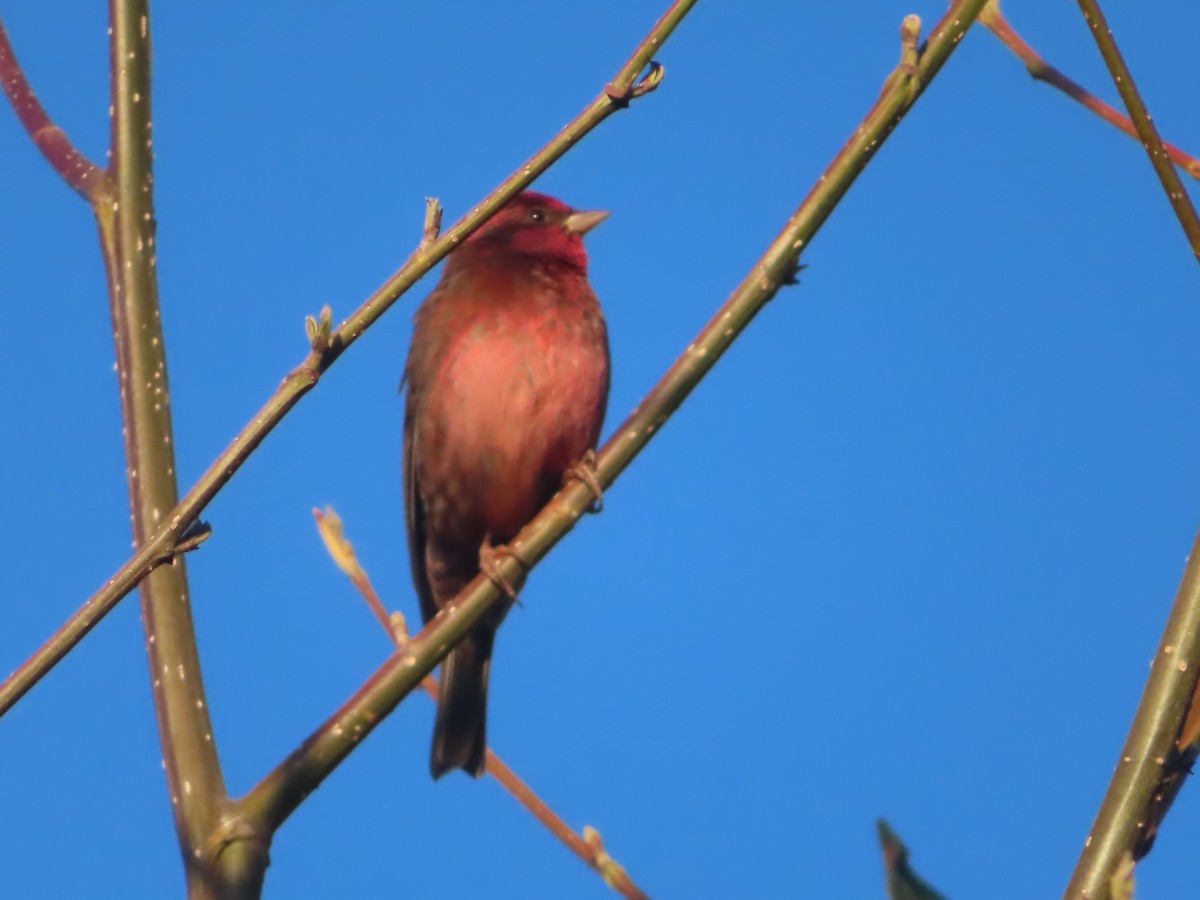 Dark-breasted Rosefinch - ML617405654