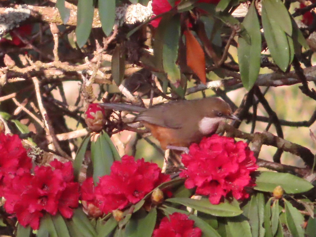 White-throated Laughingthrush - J.A. Jensen