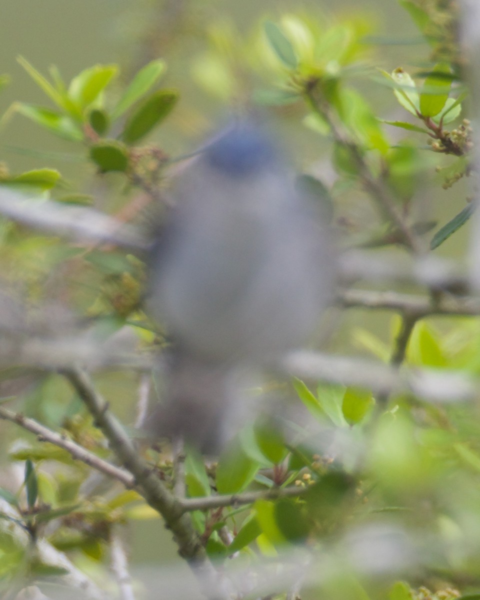 Blue-gray Gnatcatcher - ML617405715