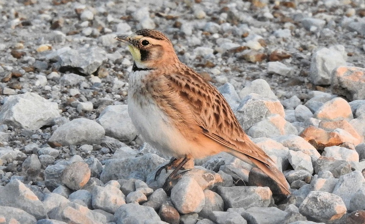 Horned Lark - ML617405721