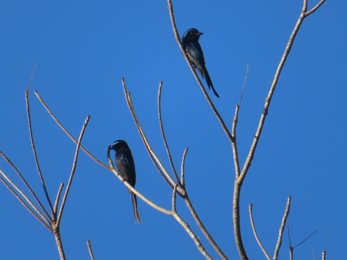 Bronzed Drongo - ML617405722