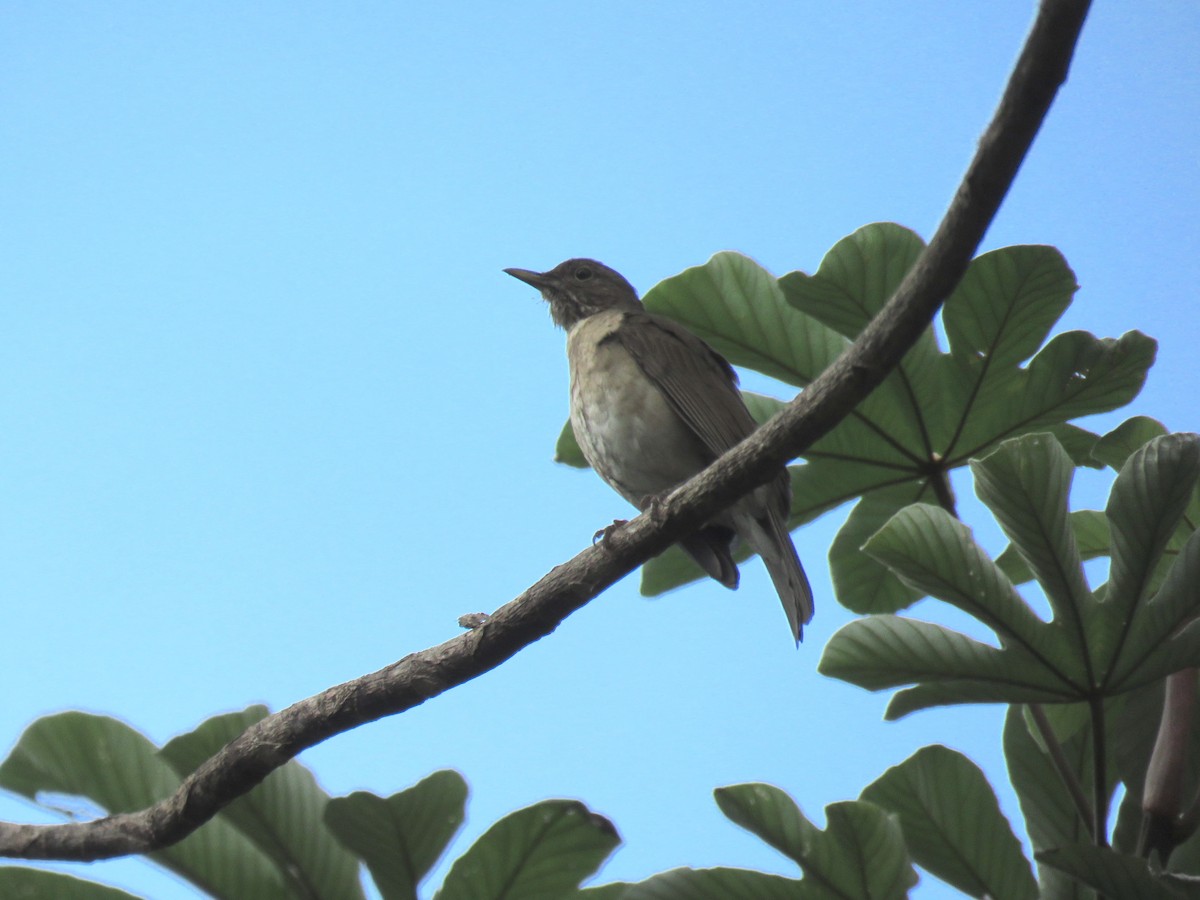 White-throated Thrush - ML617405737