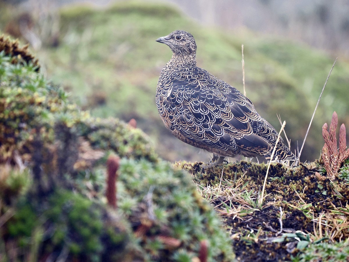 Rufous-bellied Seedsnipe - ML617405744