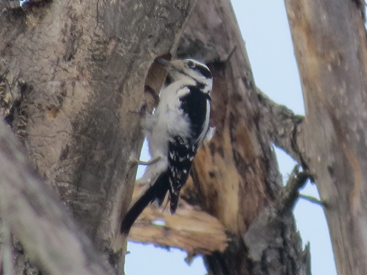 Hairy Woodpecker - ML617405745