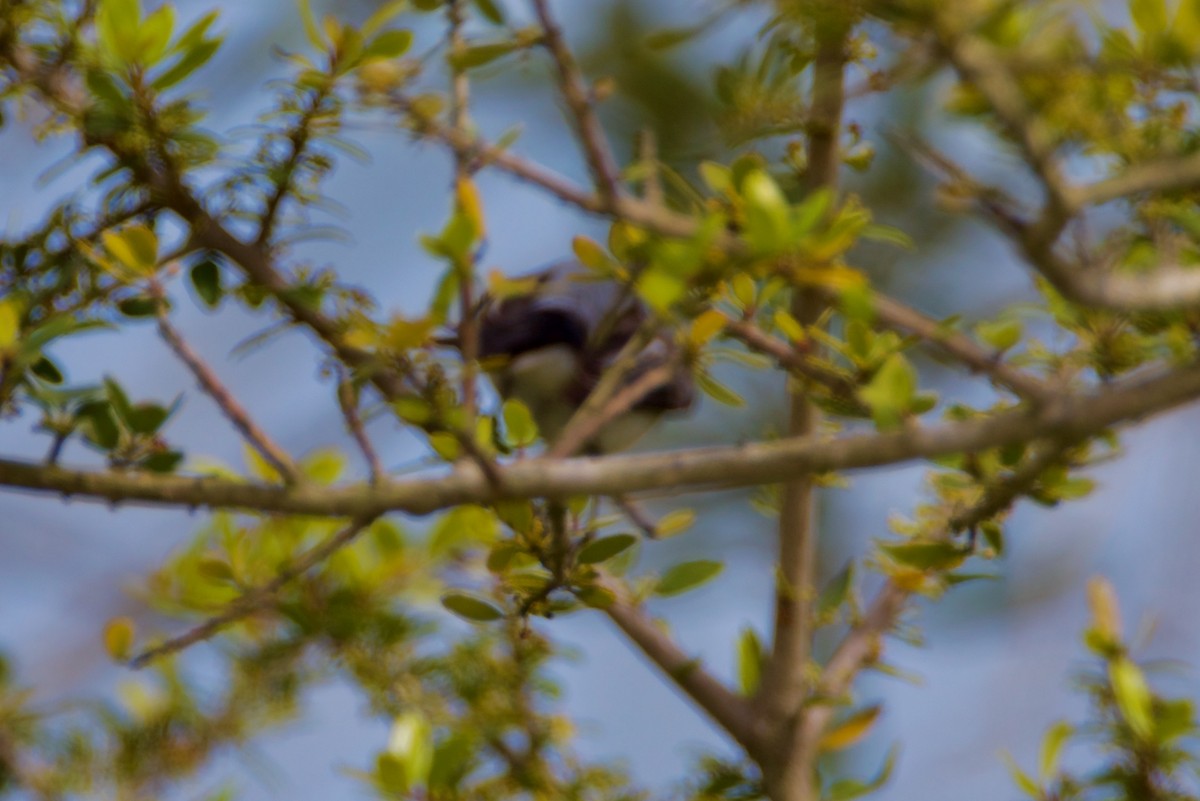 Black-throated Blue Warbler - ML617405746
