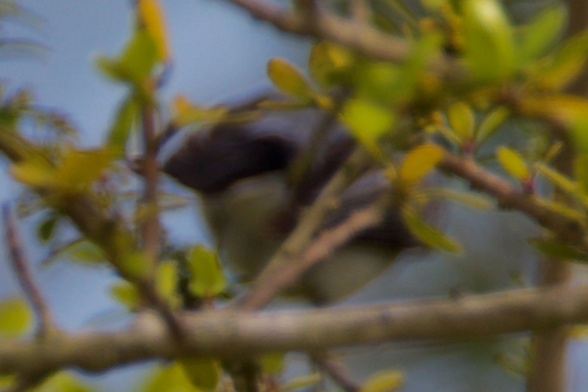 Black-throated Blue Warbler - Gordon Sick