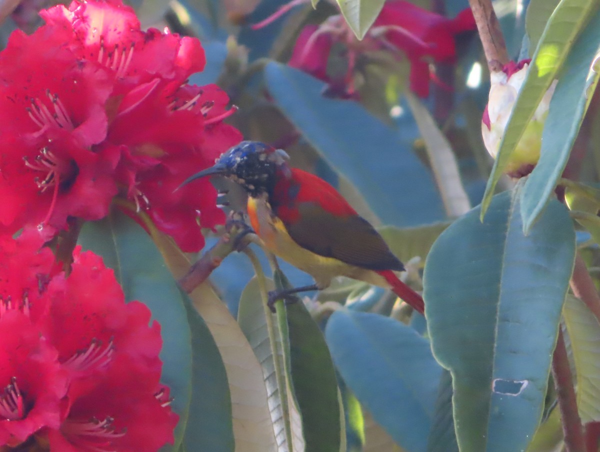 Fire-tailed Sunbird - J.A. Jensen