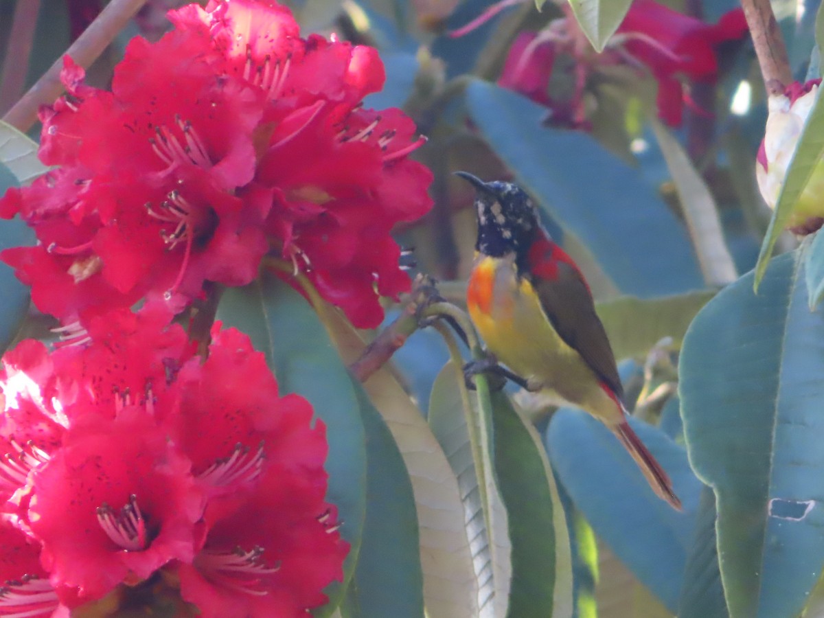 Fire-tailed Sunbird - J.A. Jensen