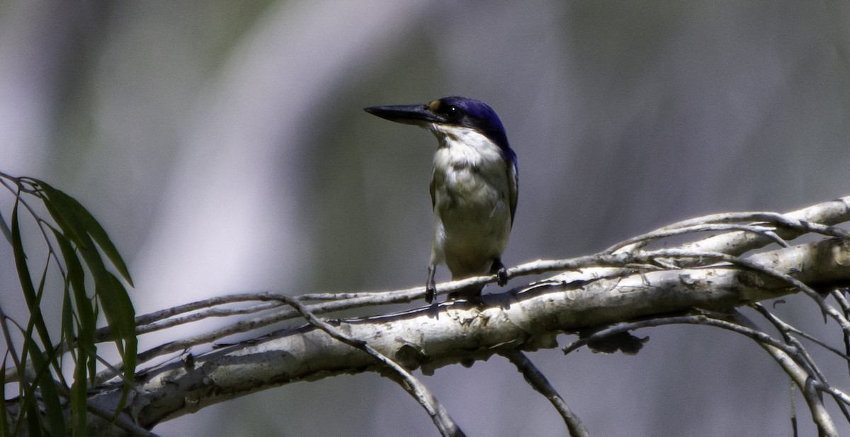 Alción del Macleay - ML617405760