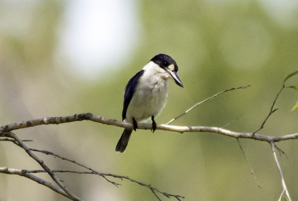 Forest Kingfisher - ML617405761