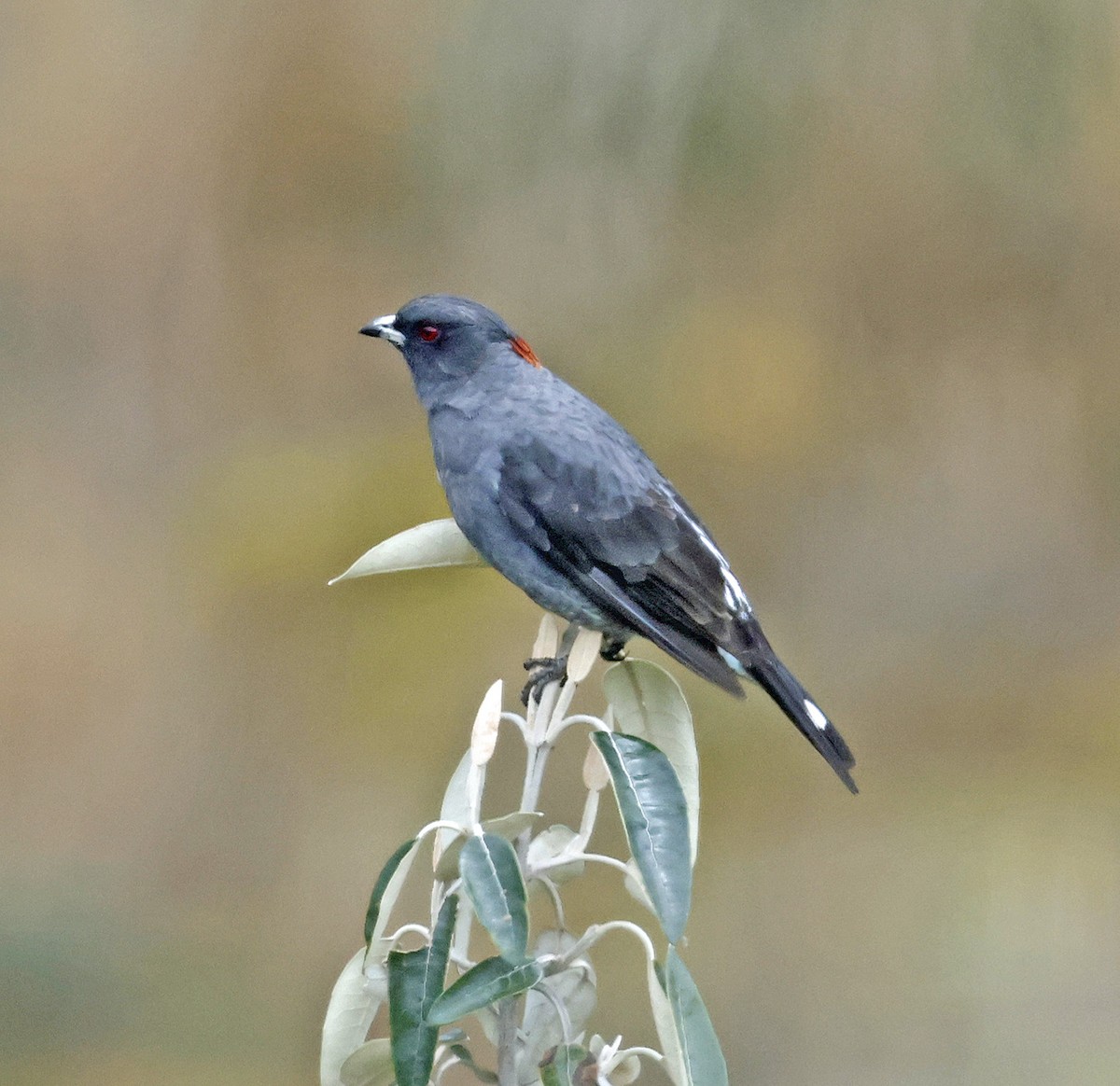 Red-crested Cotinga - Joe Grzybowski