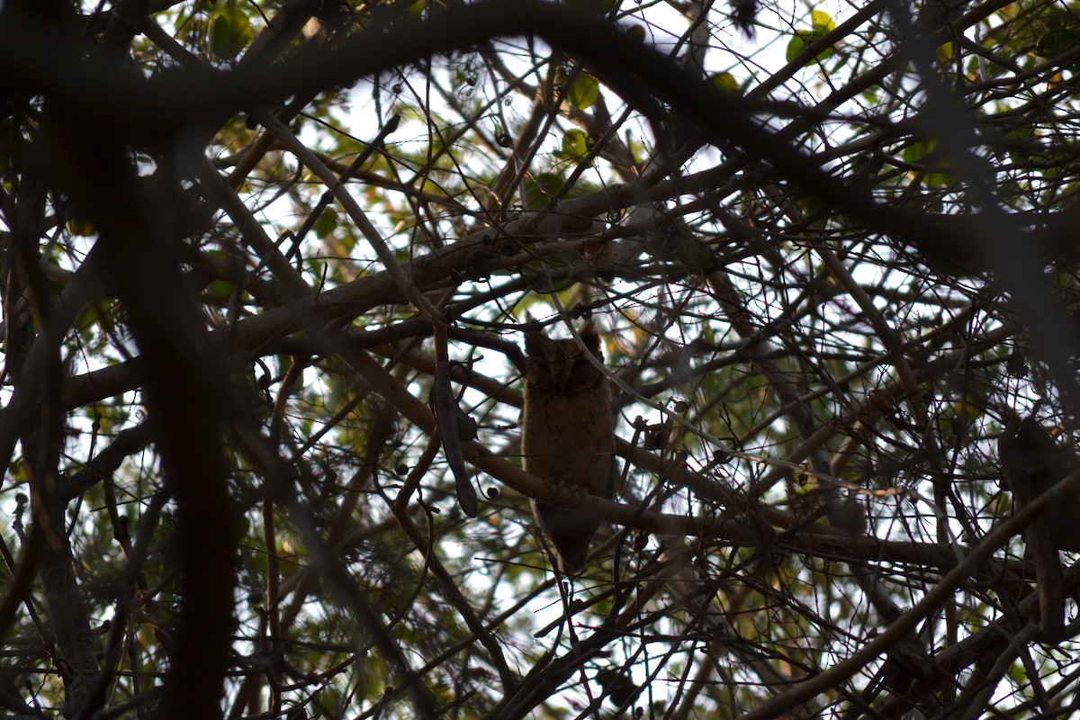 Sunda Scops-Owl - Kurtis Lindsay