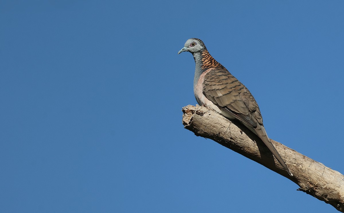 Bar-shouldered Dove - ML617405828