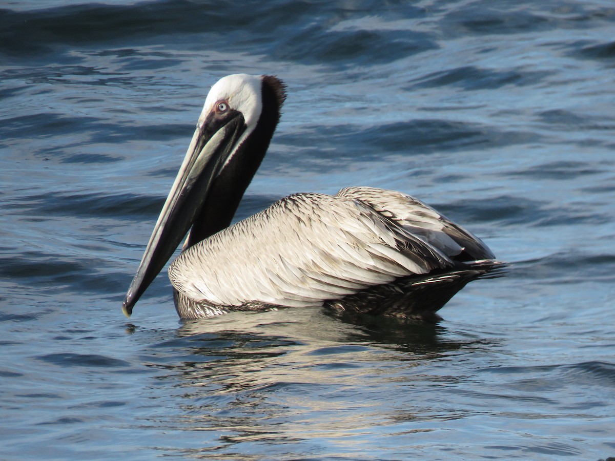 Brown Pelican - Andrew Emlen