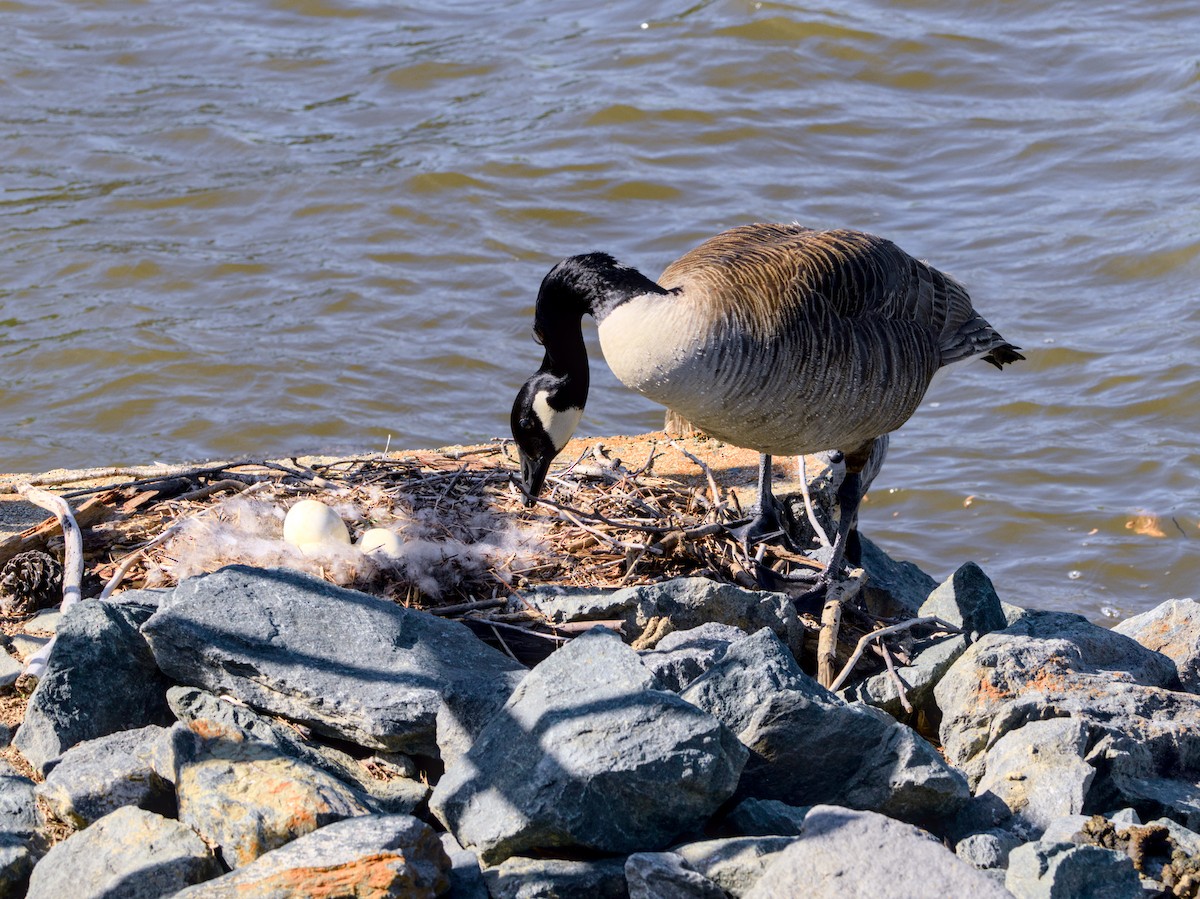 Canada Goose - ML617405850