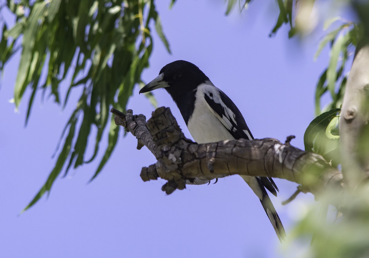 Pied Butcherbird - ML617405859