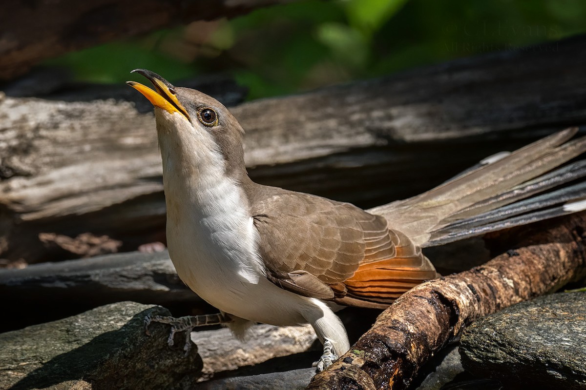 Yellow-billed Cuckoo - ML617405862