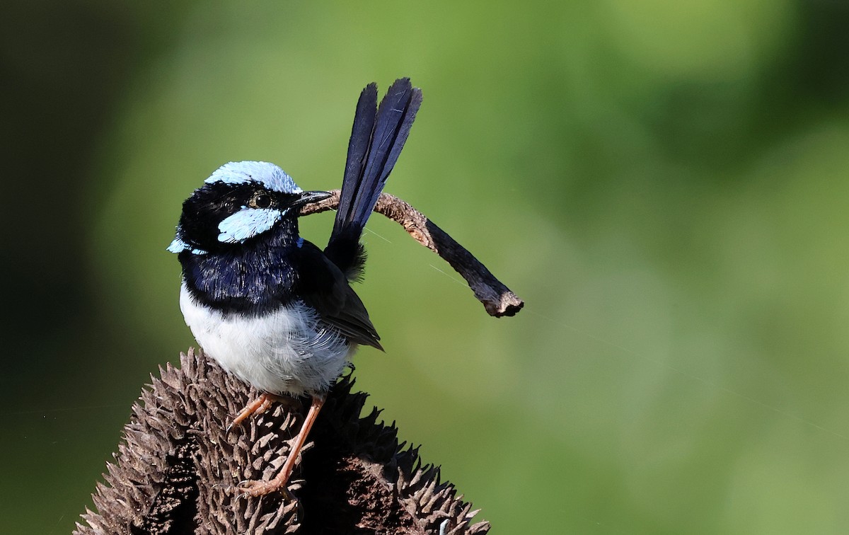 Superb Fairywren - ML617405872