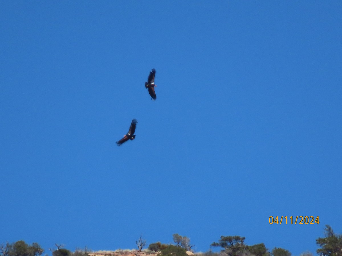 Condor de Californie - ML617405908