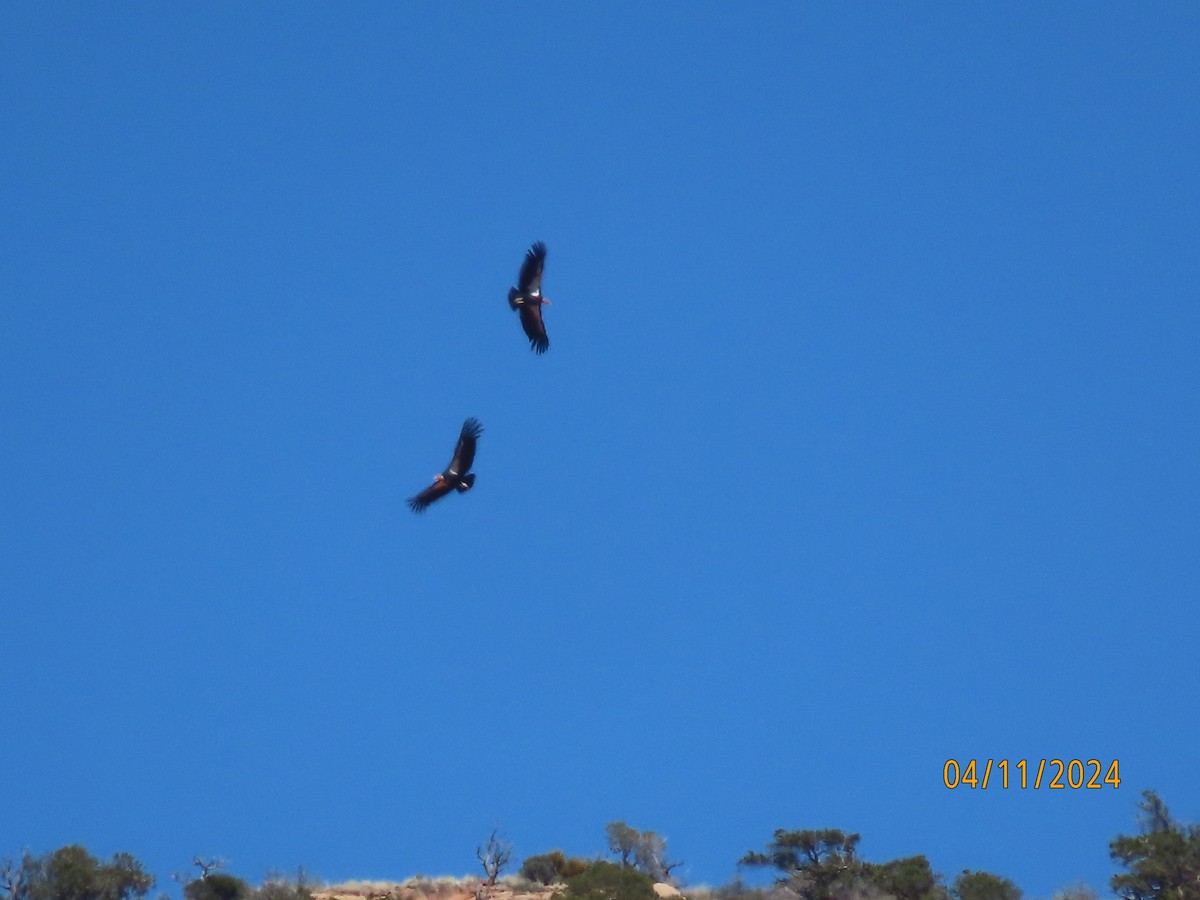 California Condor - ML617405908