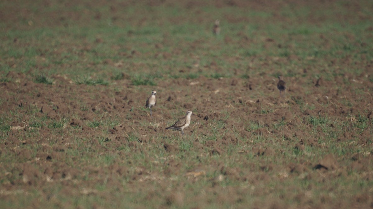 American Golden-Plover - ML617405946