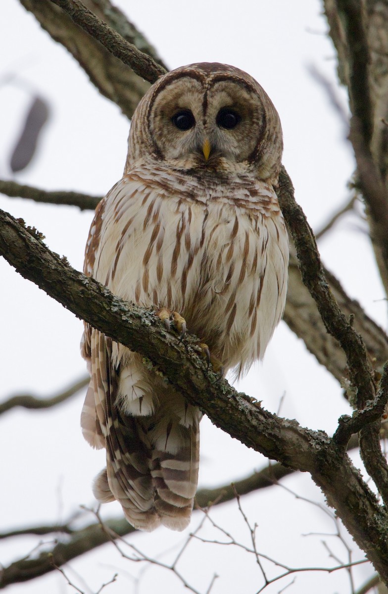 Barred Owl - ML617405992