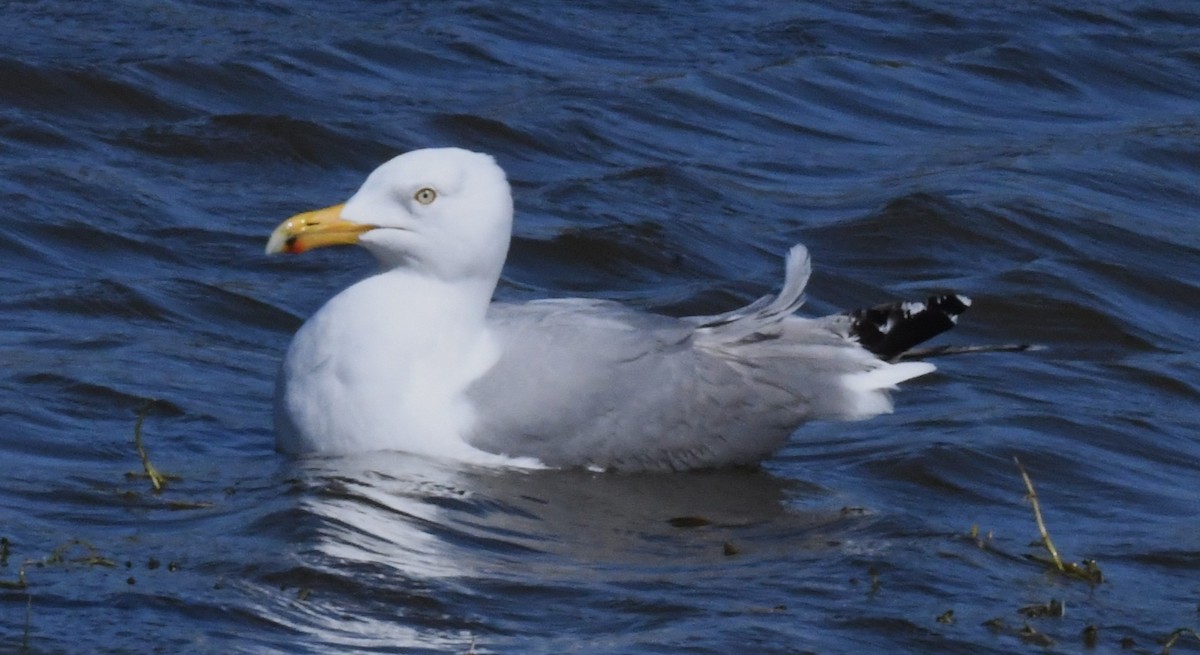 Goéland argenté - ML617406009