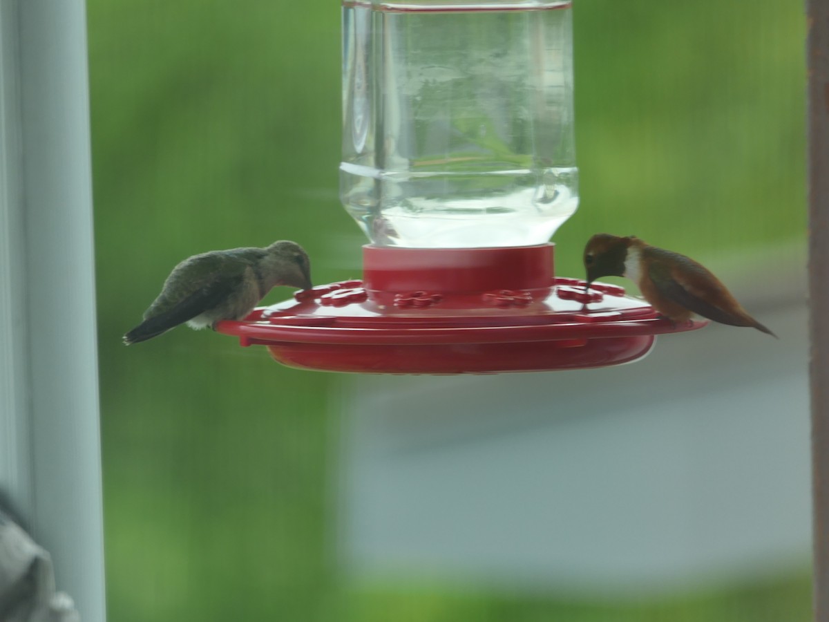 hummingbird sp. - Bob and Carol Yutzy