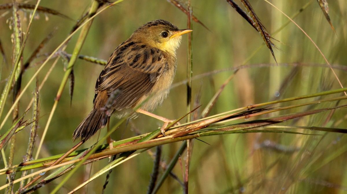 Golden-headed Cisticola - ML617406032