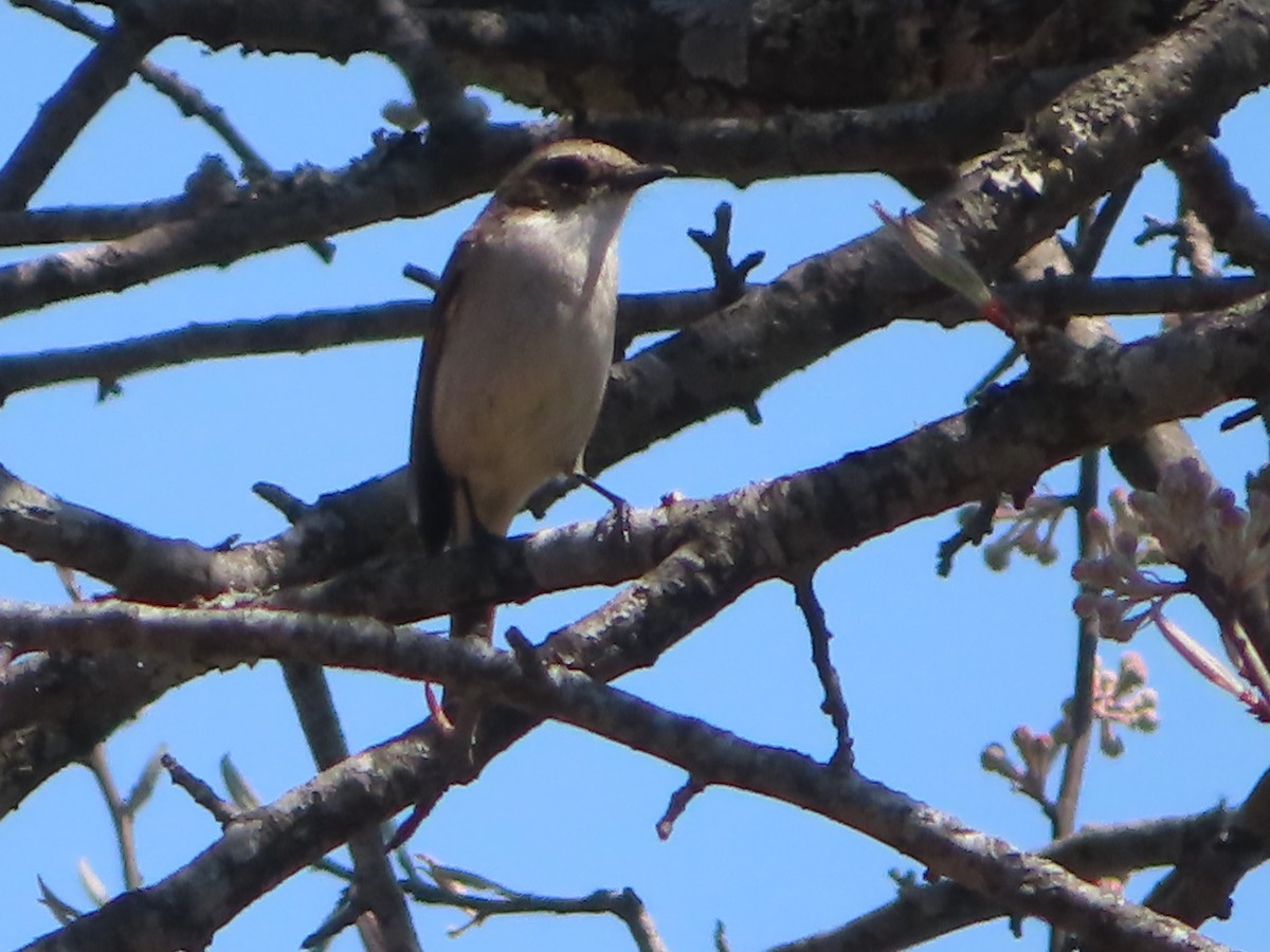 Asian Brown Flycatcher - J.A. Jensen