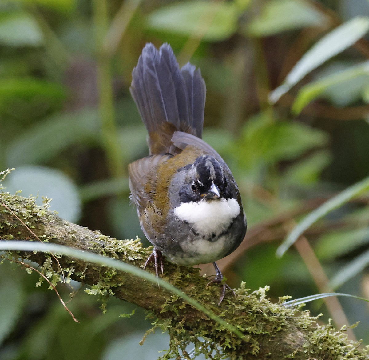 Gray-browed Brushfinch - Joe Grzybowski