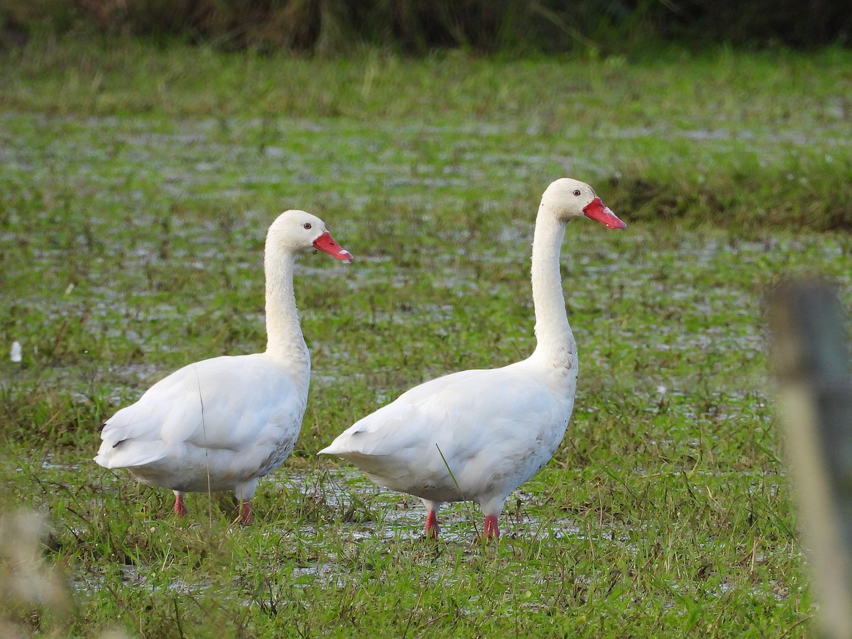 Coscoroba Swan - ML617406128