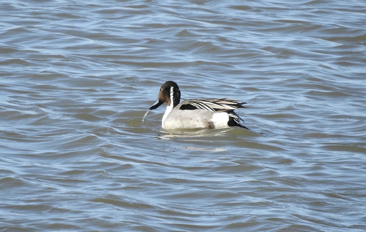 Northern Pintail - ML617406130