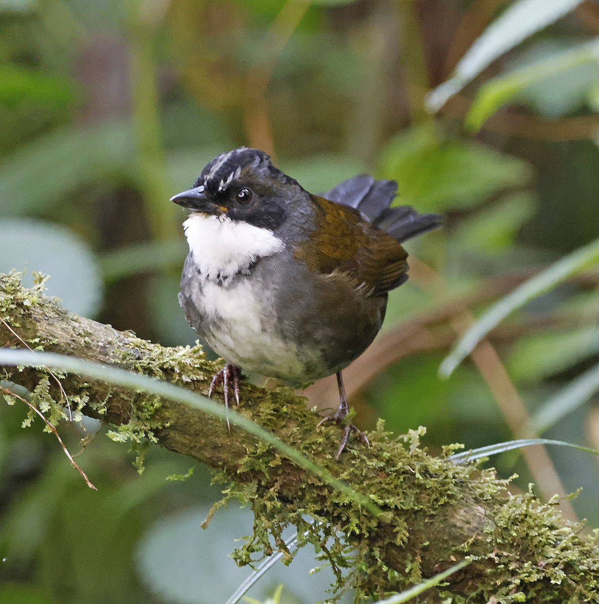 Gray-browed Brushfinch - Joe Grzybowski