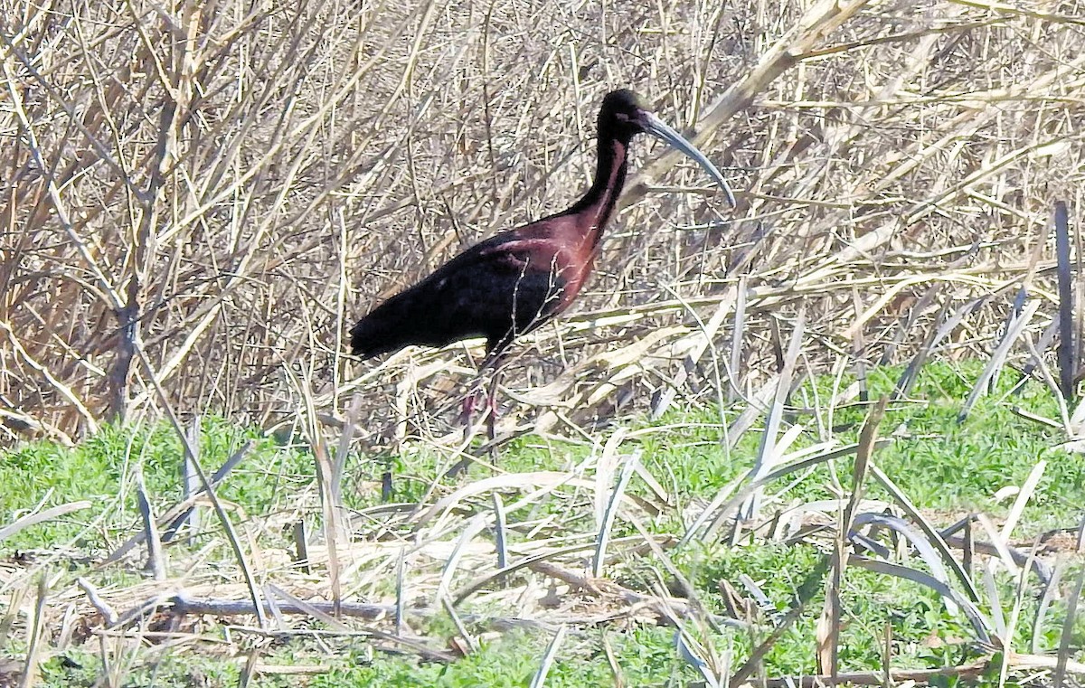 ibis americký - ML617406176
