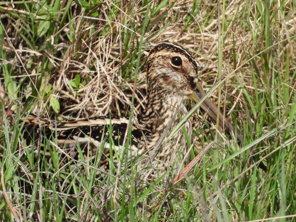 Pantanal Snipe - Alvaro Perez Tort