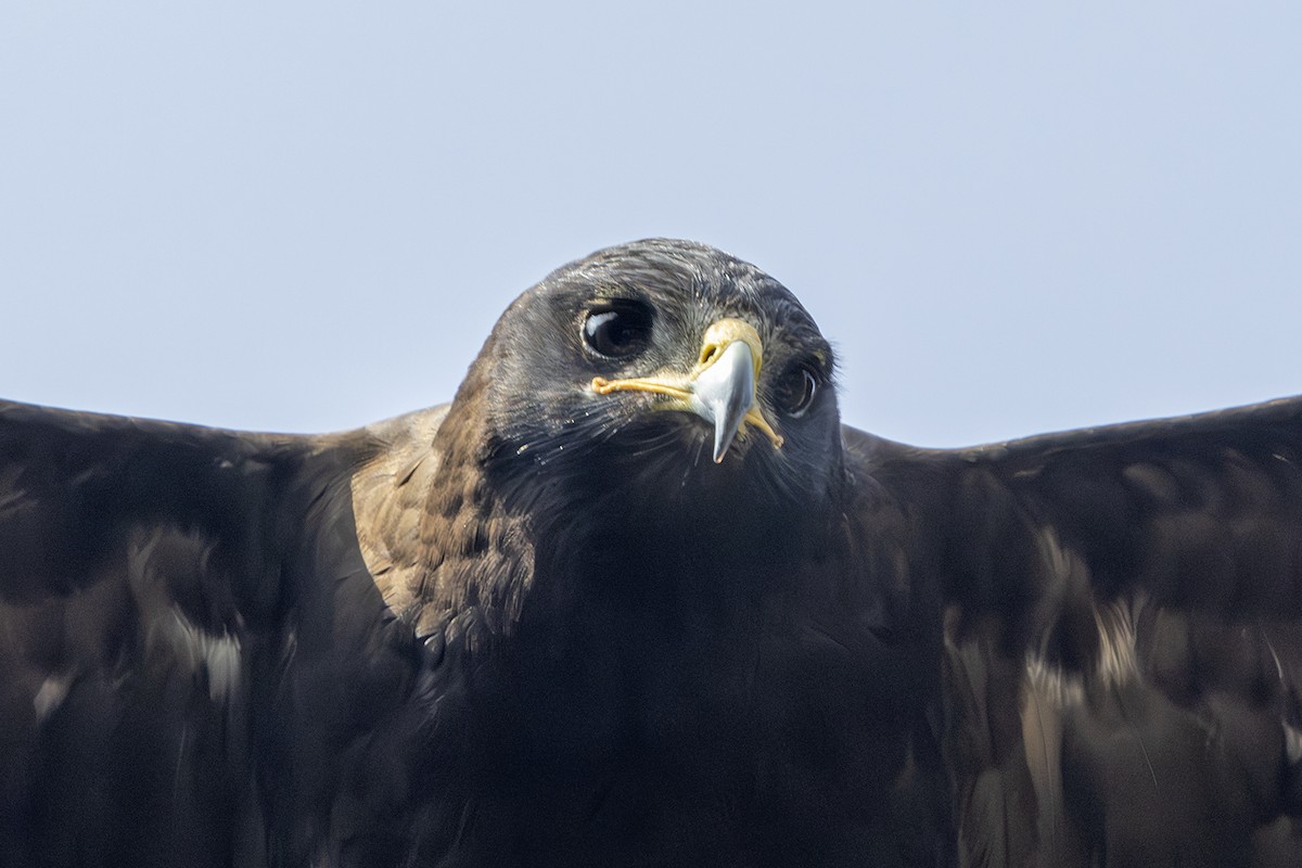 Águila Milana - ML617406230