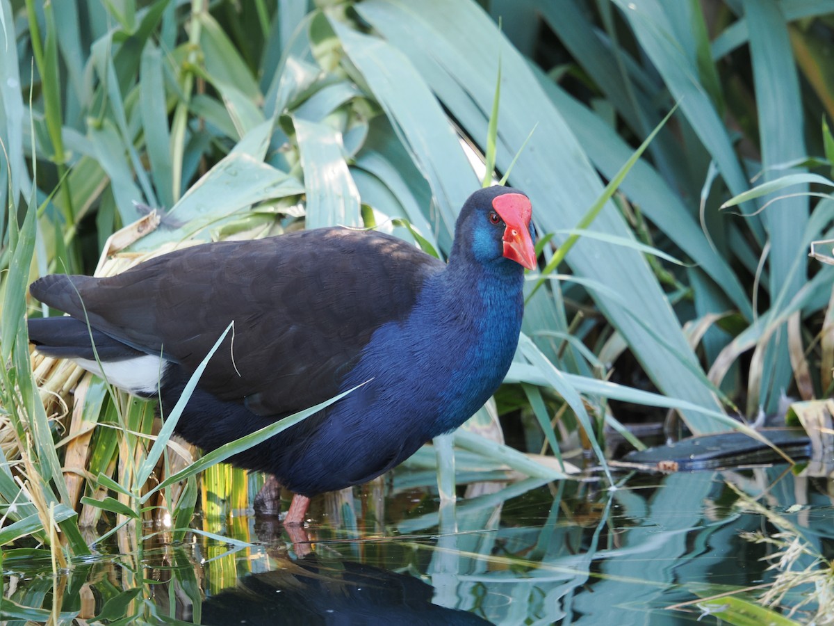 Australasian Swamphen - Tony Richards