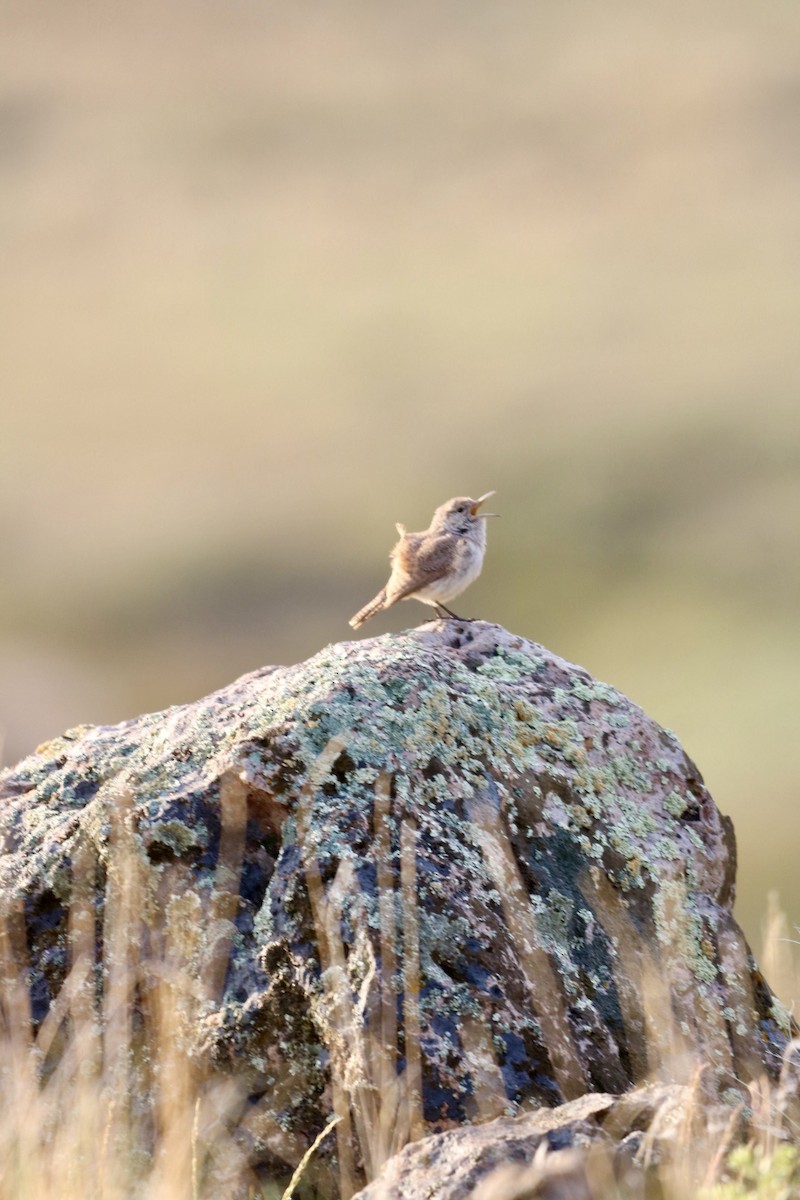 Rock Wren - ML617406320