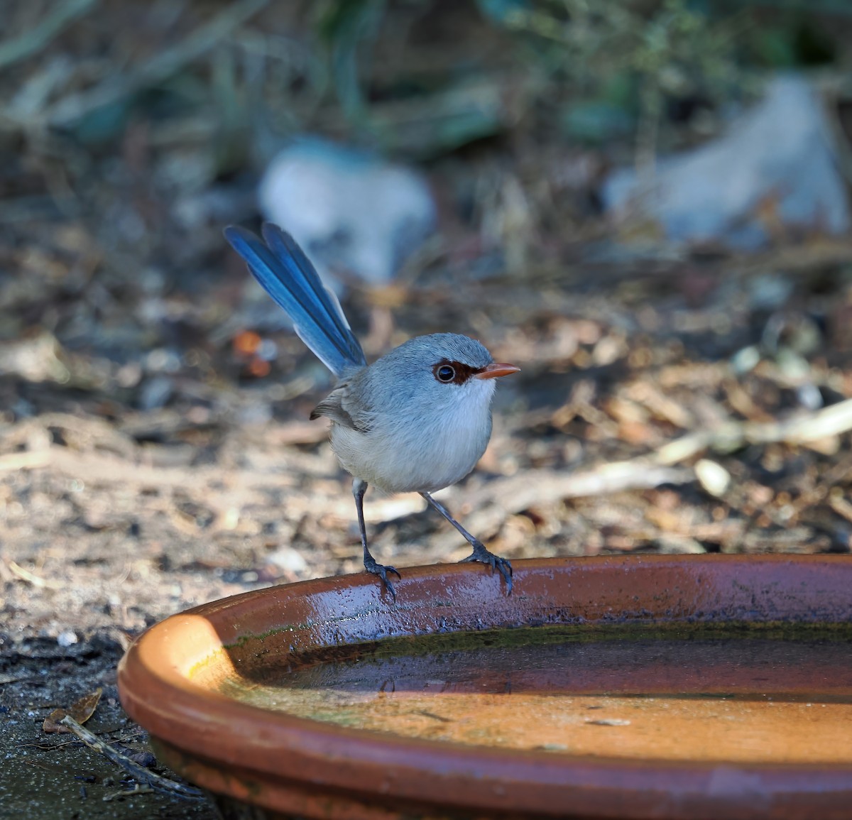 Purple-backed Fairywren - Tony Richards