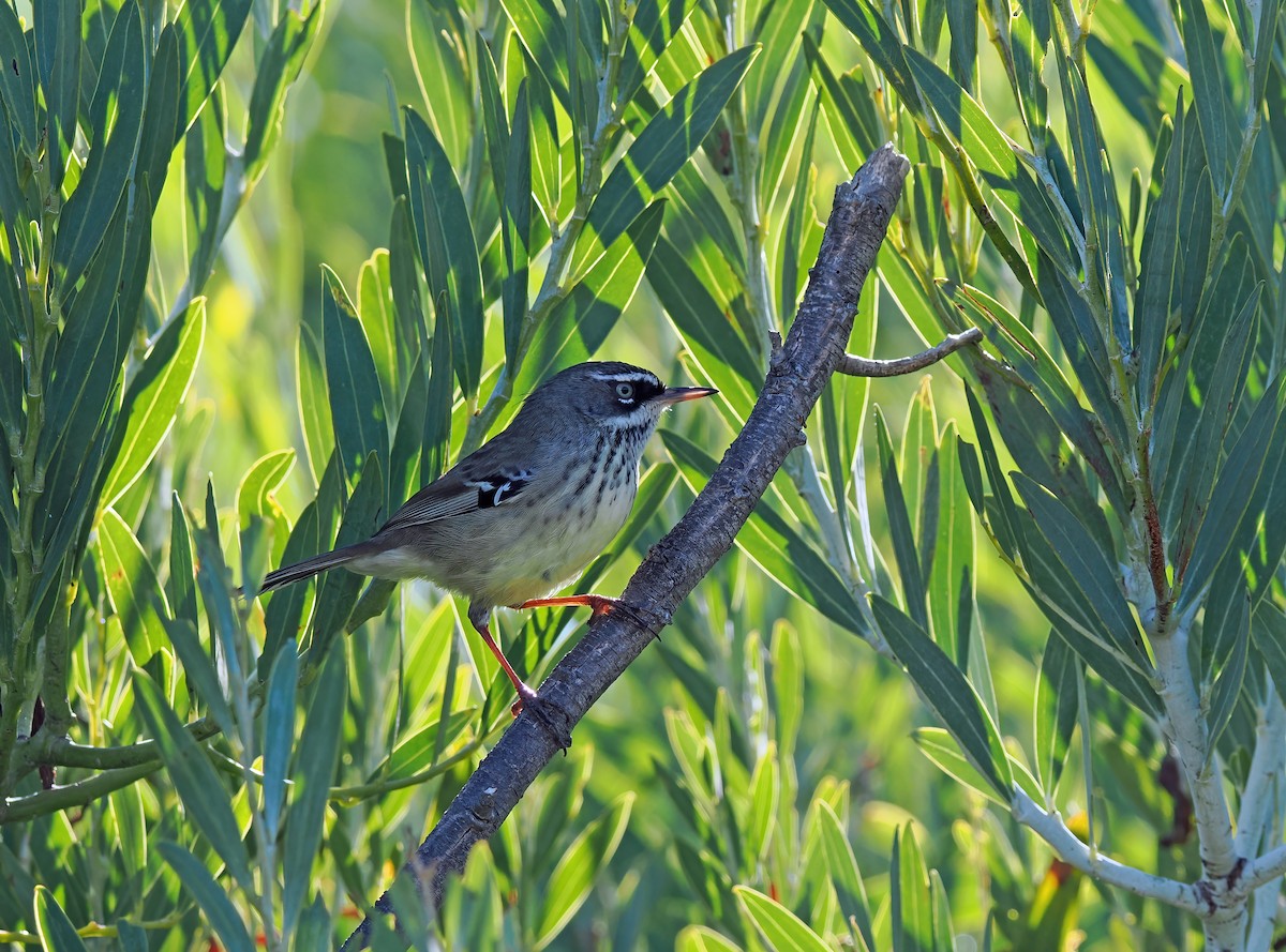 Spotted Scrubwren - ML617406343