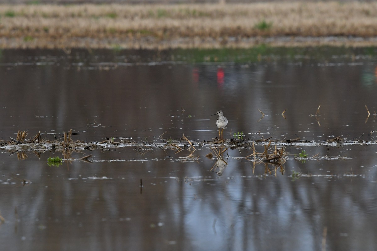 Lesser Yellowlegs - ML617406366