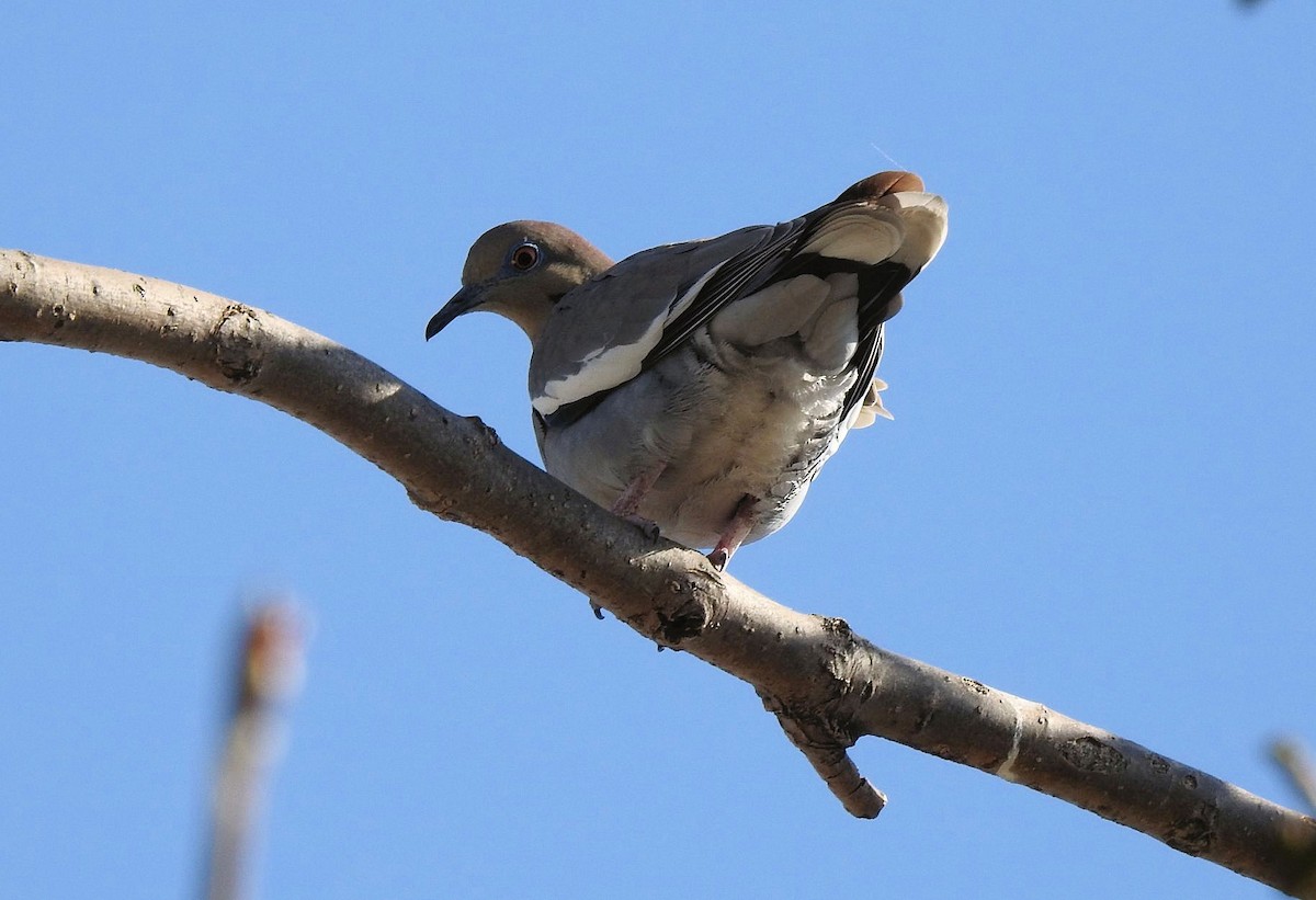 White-winged Dove - ML617406411