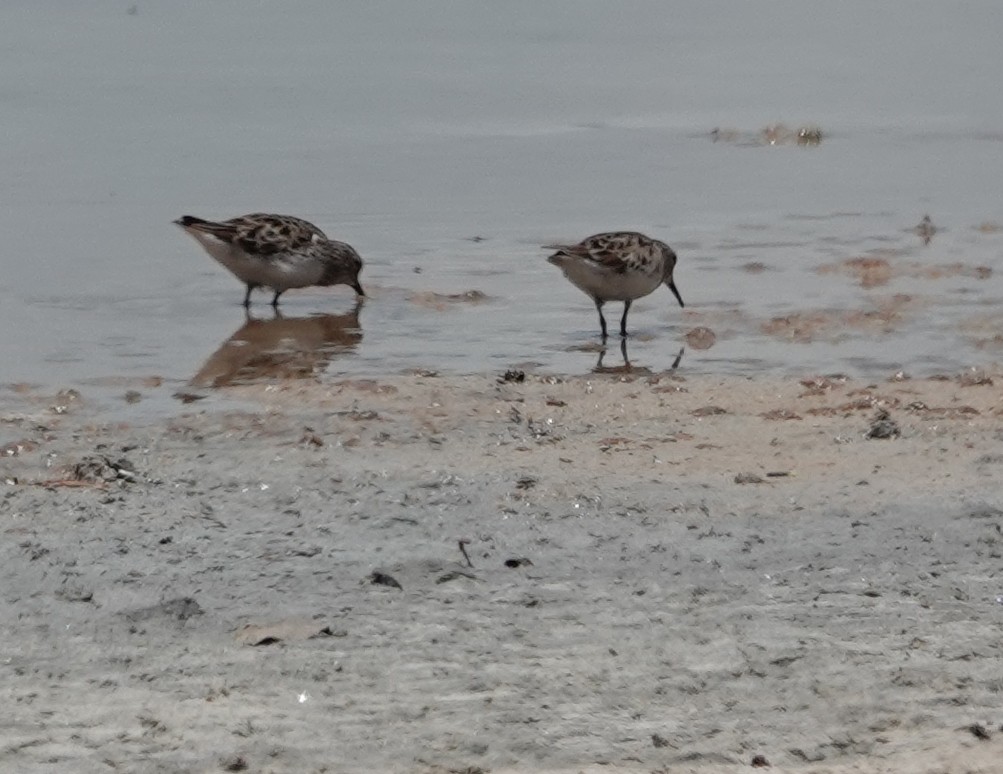 Western Sandpiper - ML617406423