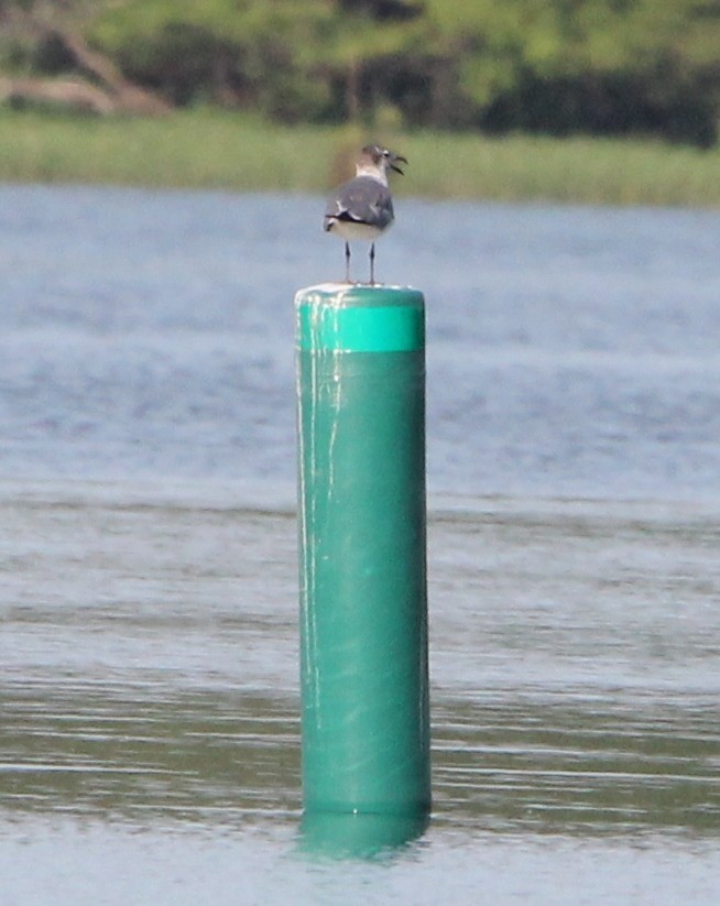 Laughing Gull - Marion Schiefer