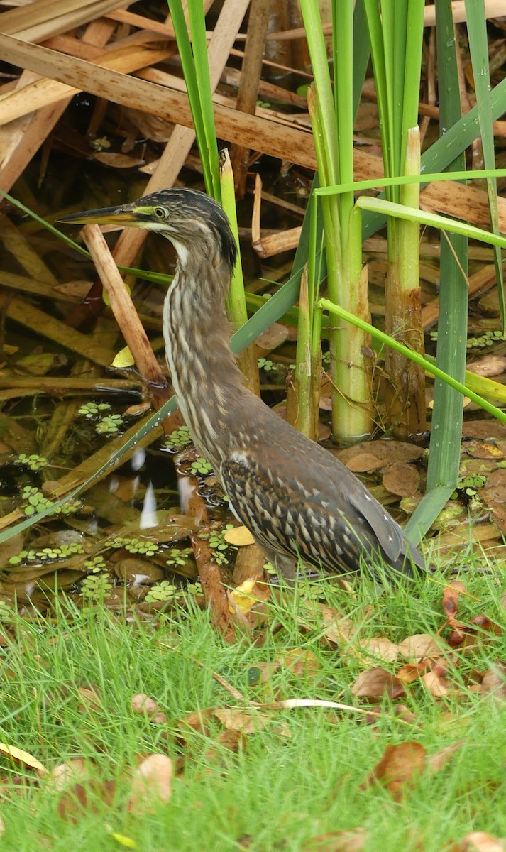 Striated Heron - Lisa Brunetti