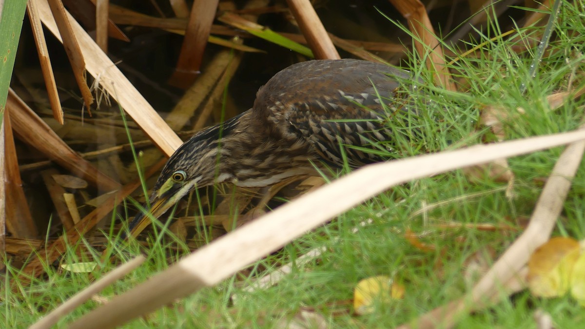 Striated Heron - Lisa Brunetti