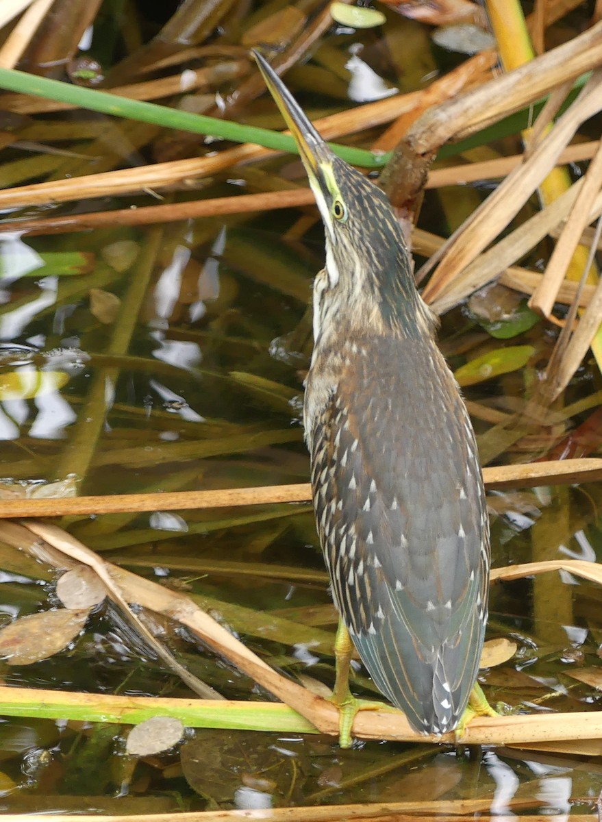 Striated Heron - Lisa Brunetti