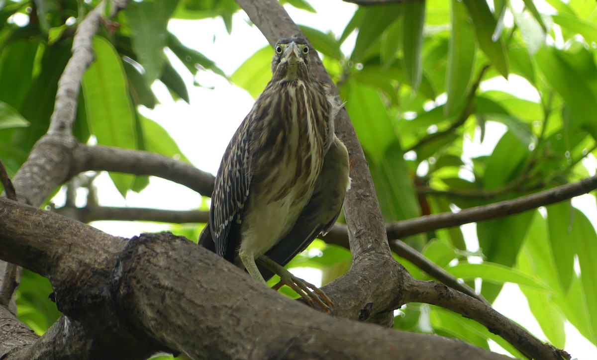 Striated Heron - Lisa Brunetti